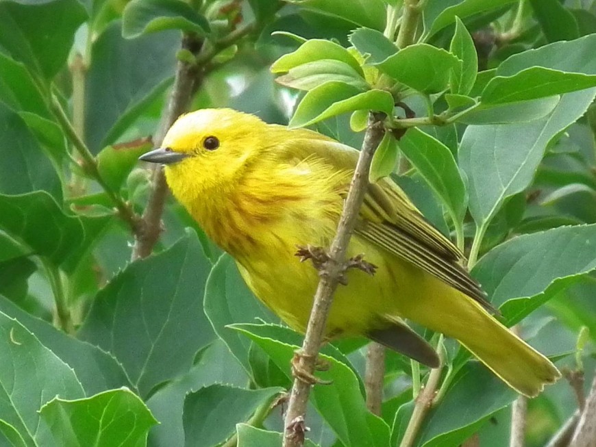 1280px-Yellow_warbler