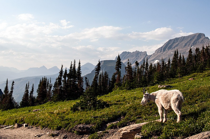 Mountain Goat in Glacier National Park. Photo by ©Greg Lindstrom