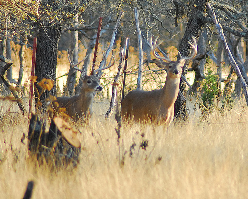 Deer Hunting Season 2013. Missoula, MT