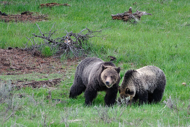 A Grizzly sow and her cub. Photo by Done Debold.