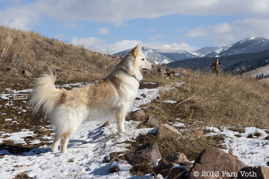 Dog photography by Pam Voth, Alpine Canine