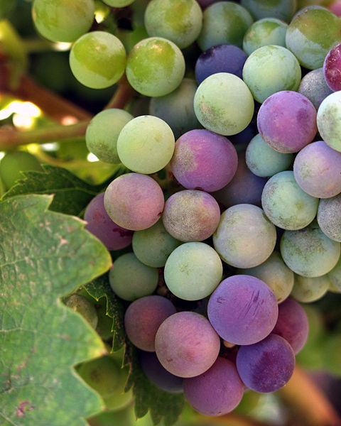 Wine Grapes. Photo courtesy of Wikimedia