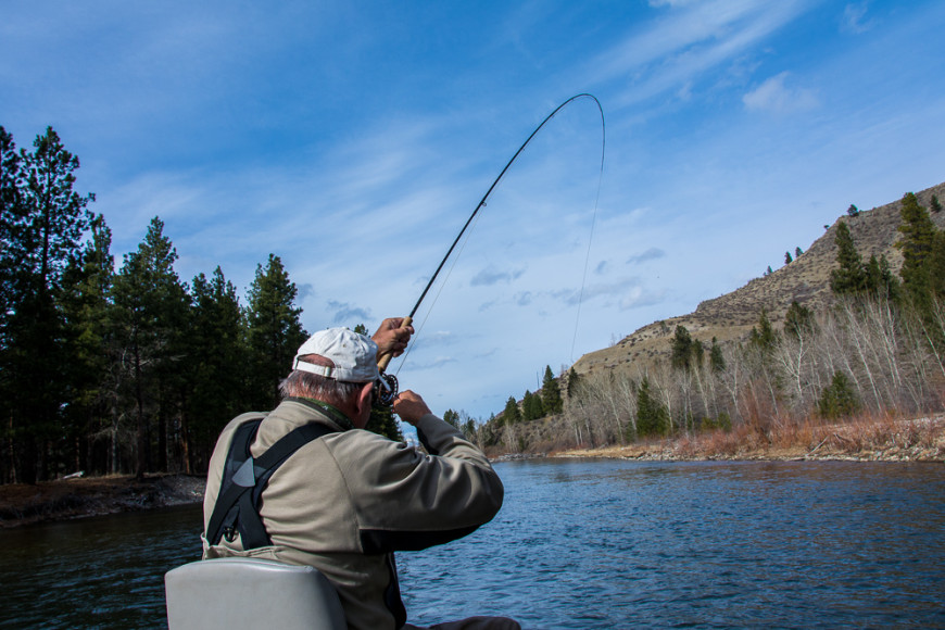 Skwala eating brown trout. Photo by Tony Reinhardt.