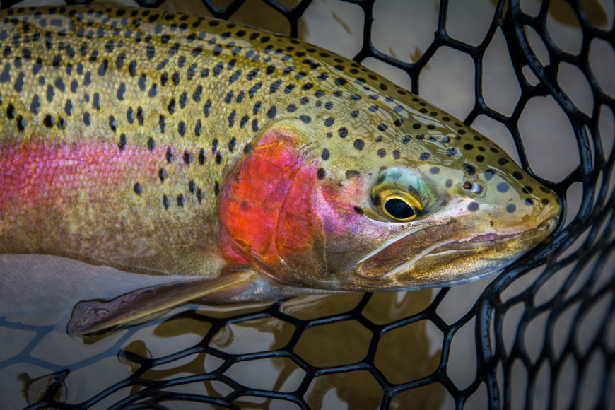 Spring colors in Montana. Photo by Tony Reinhardt.