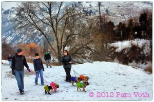 The Missoula Mountain Pugs and their people