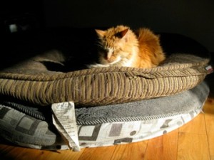 Minx the cat, sunbathing