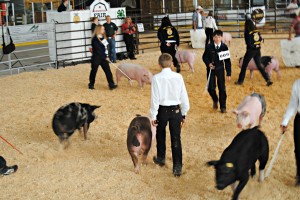 Erin's son walks his hog in a 4-H competition.