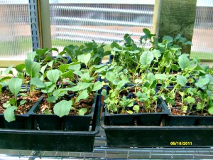 Some of Erin's vegetable starts in her greenhouse.