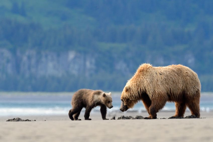 Grizzly Bear and cub