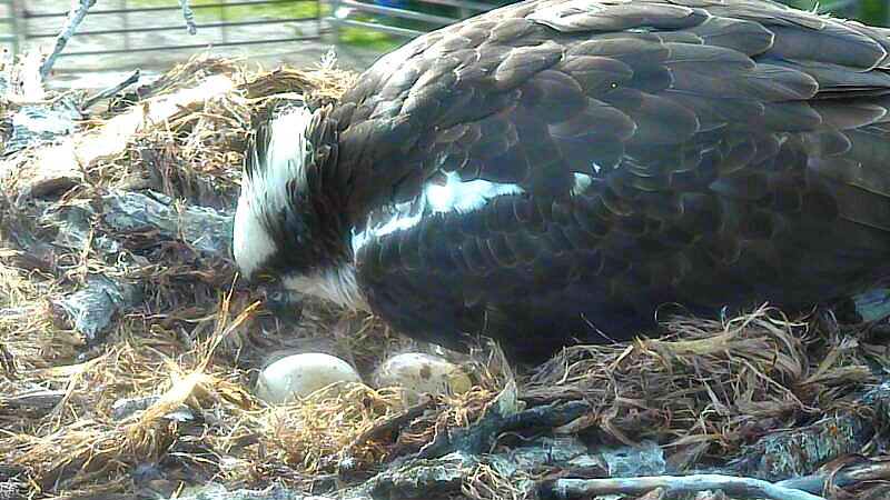 Harriet, the osprey fusses with her eggs