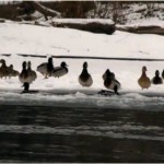 Ducks paddle the icy Clark Fork River in East Missoula.