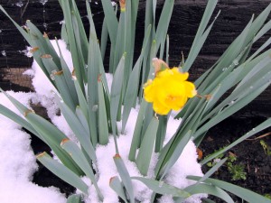 A hearty Montana daffodil braves the spring snow.