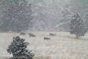 A group of bucks graze under snowy Missoula skies.