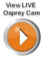 View LiveStream of the Osprey Cam