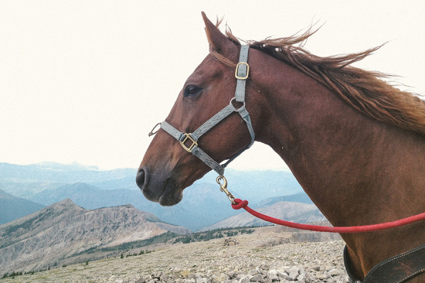 WRMandy-Mohler-Bob-Marshall-Wildernes_Prairie_Reef_Lookout_Ben_2014-600x400