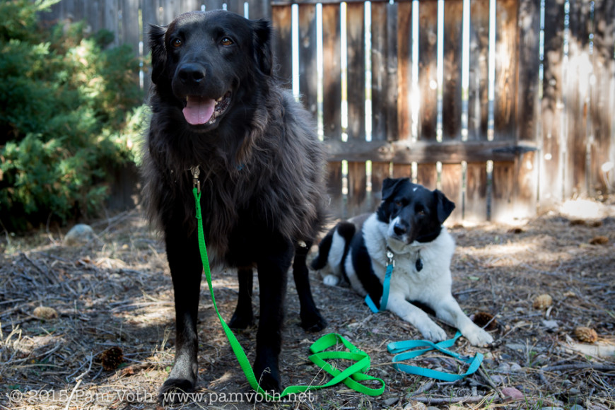 Zeus_and_Athena_ready_for_Bark_For_Life_by_Pam_Voth_Photography