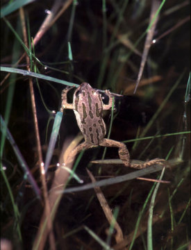 boreal chorus frog