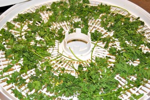 Dehydrating food