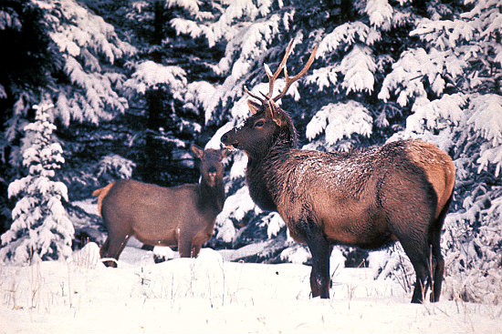 elk in snow1