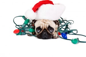 A festive Christmas pug.