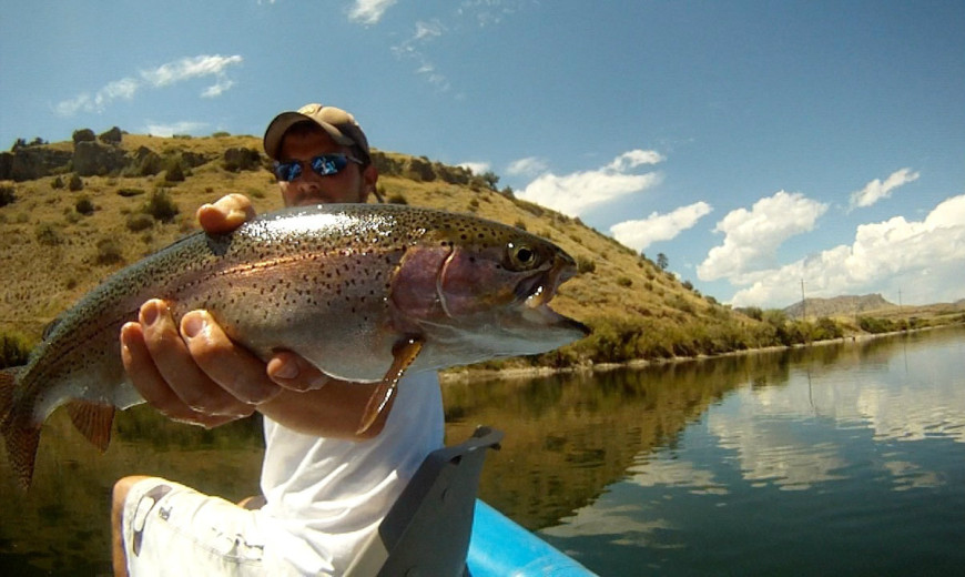 Rainbow Trout; fly fishing the Missouri River in Montana