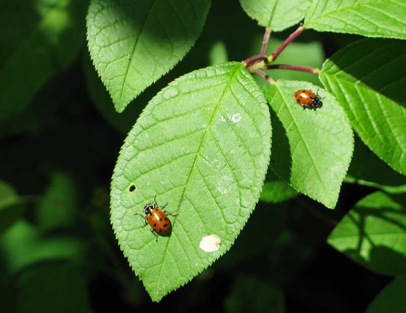 ladybugs