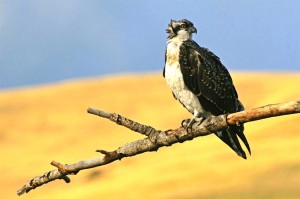 A male osprey chick perches on a branch near Dunrovin Ranch