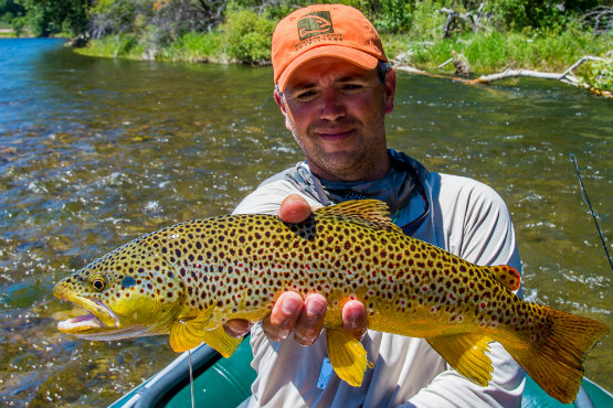 Dry Fly eating brown trout. Photo by Tony Reinhardt.