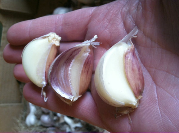 Garlic 2