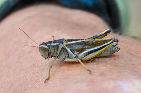 Hopper time is here. Photo by Tony Reinhardt.