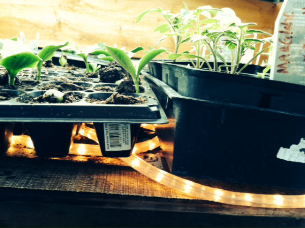Inexpensive Heat Mat For Seedlings Frugal Living - Diy Seedling Heat Mat Alternative