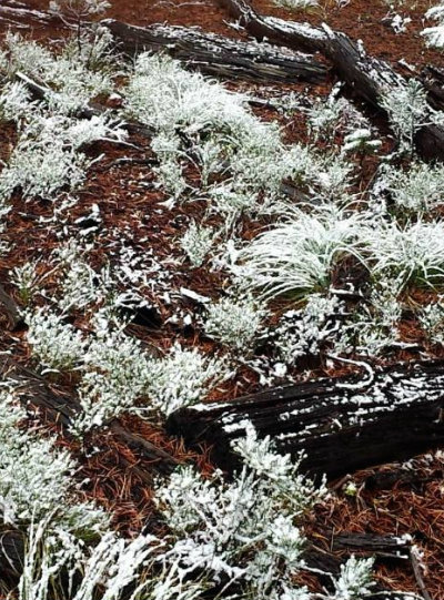 Liston_MM_ForestFloor
