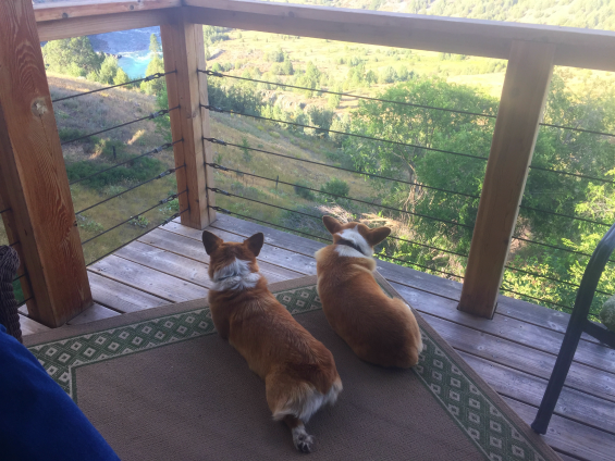 Liz Marchi pups