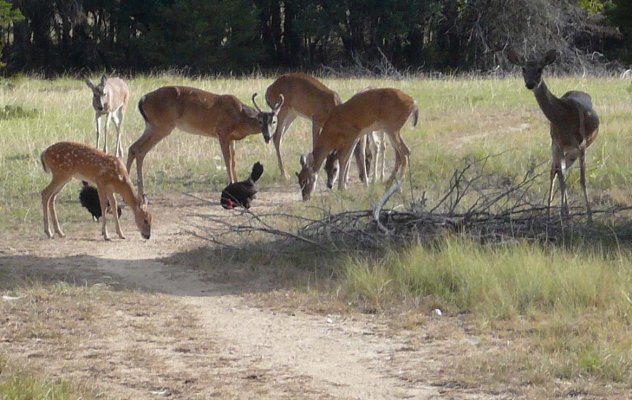 Learn how to keep the deer from eating trees, flowers, and food in your garden.