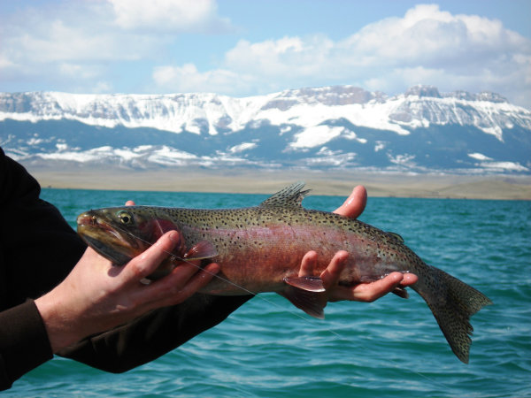 Spring Rainbow Trout. Photo courtesy of Montana Fish Wildlife and Parks.