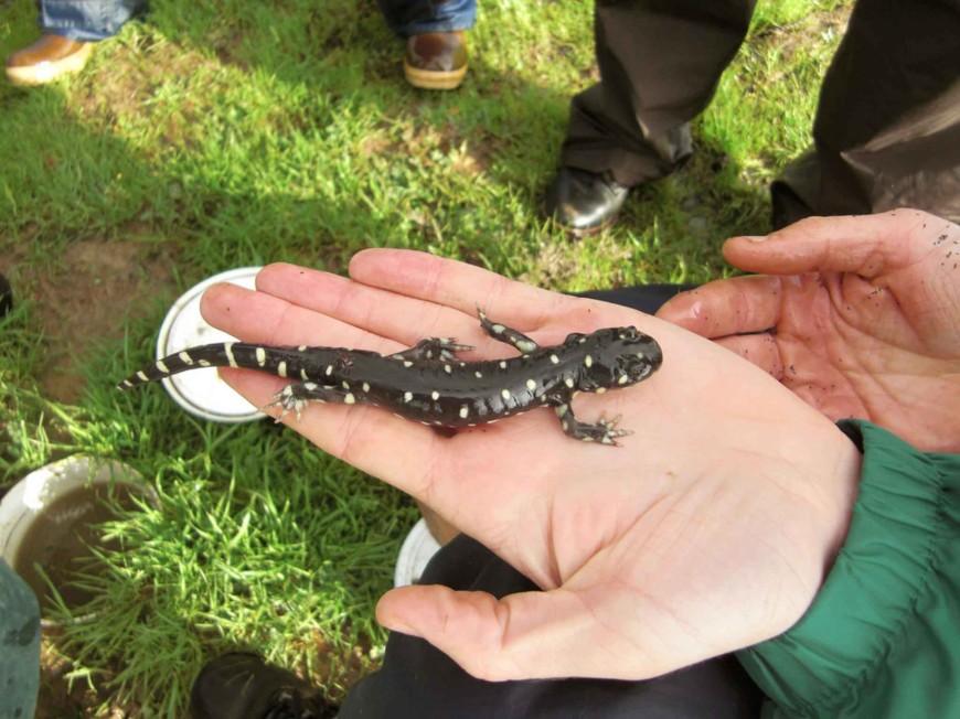 Tiger Salamander