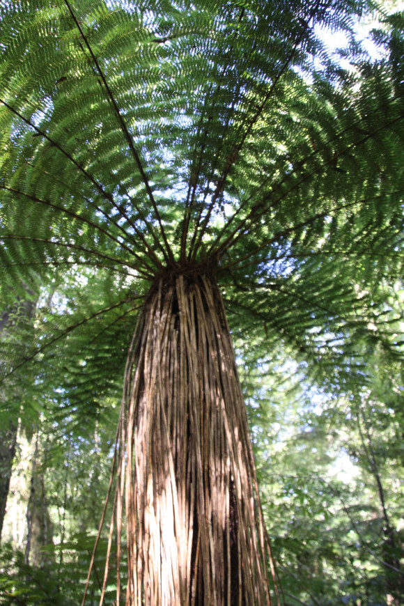 Tree Fern